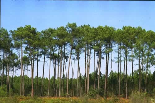 pins des landes