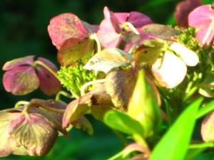 Hortensia_2 2008_11_26 web