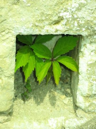 Abbaye de fontevraud_au jardin 1_semenoir
